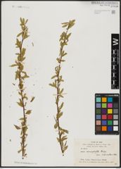 Foto von Salix acmophylla Boiss.